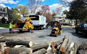 Best Stump Grinding and Removal  in Pioneer Village, KY