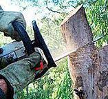How Our Tree Care Process Works  in  Pioneer Village, KY