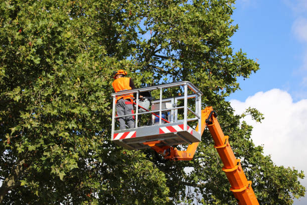 Best Tree Trimming and Pruning  in Pioneer Village, KY