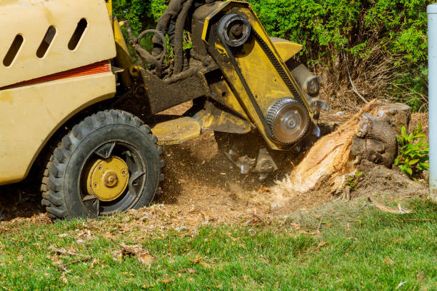 Lawn Drainage Solutions in Pioneer Village, KY