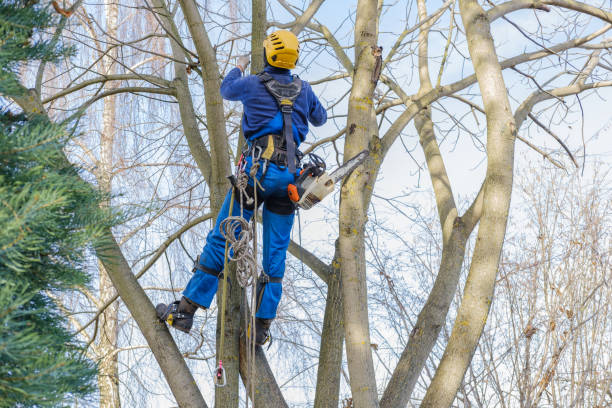 Best Arborist Consultation Services  in Pioneer Village, KY