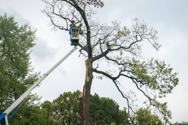 Best Hazardous Tree Removal  in Pioneer Village, KY