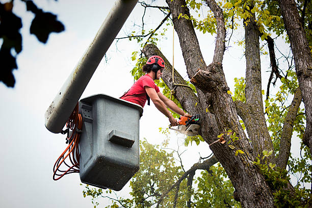 Professional Tree Services in Pioneer Village, KY