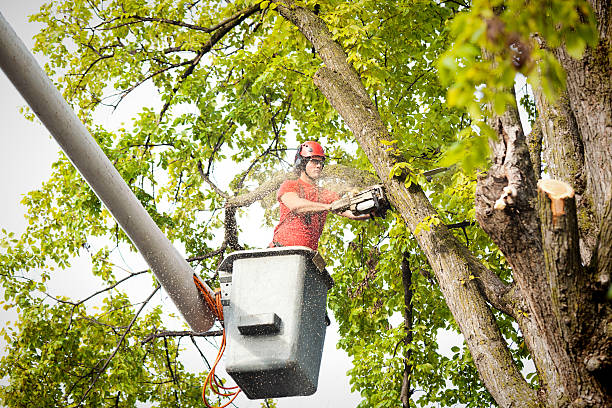 Best Tree and Shrub Care  in Pioneer Village, KY
